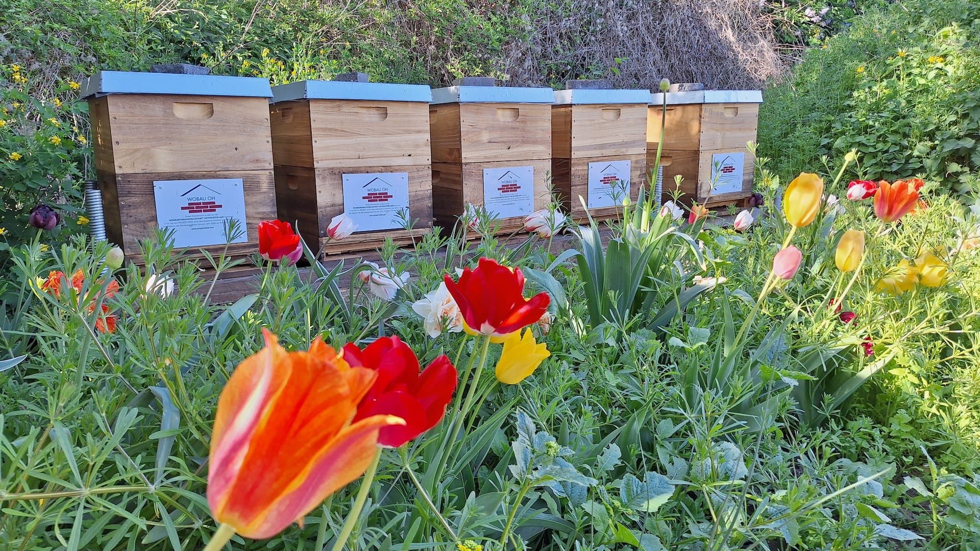 Homeoffice-Bienen beim regionalen Imker