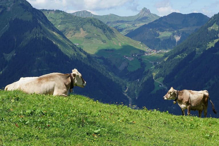 Emmi Österreich GmbH 1