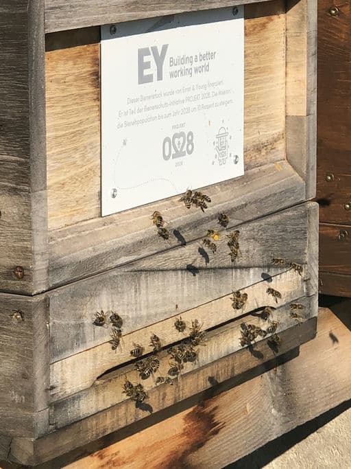 Ernst & Young Steuerberatungsgesellschaft m.b.H.